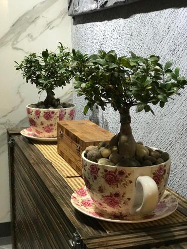 two potted plants sitting on top of a wooden table at Kanishka Retreat Resort Chail in Chail