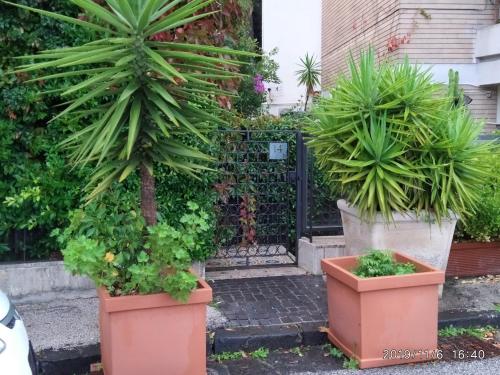 two large potted plants in front of a gate at Posillipo Super Mono in Naples
