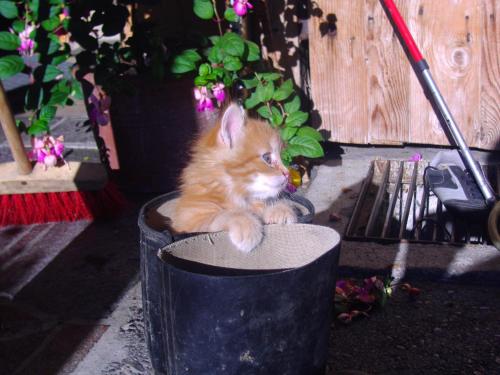 an orange kitten sitting in a black barrel at Kinderbauernhof in Schoppernau
