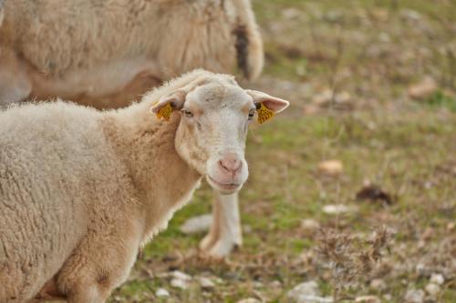 a baby sheep standing in a field of grass at Finca Sestelrica in Artá