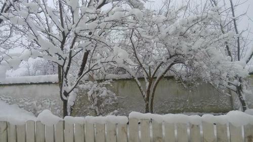 two trees covered in snow next to a fence at Eren Villa in Sapanca