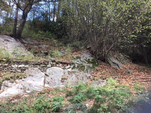 a hill with some plants and rocks and trees at Mas Graffouil in Prats-de-Mollo-la-Preste