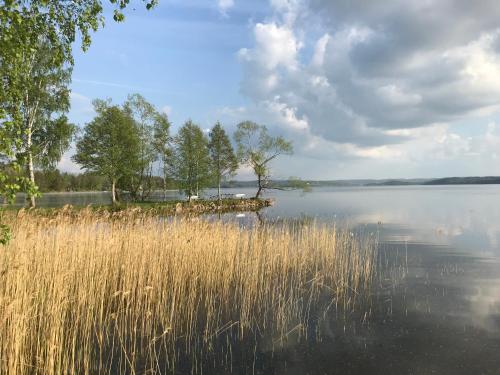 a lake with tall grass and trees in the water at Örserumsbrunn Gestgifveri & Konferens in Gränna