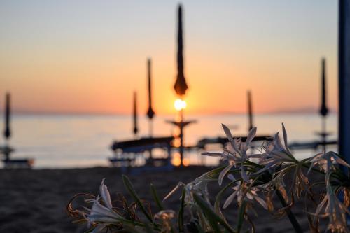 a sunset on the beach with a plant in the foreground at Residence Le Acacie in Capoliveri