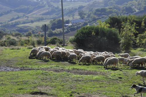 Άλλα ζώα σε αυτό το κατάλυμα σε φάρμα ή στη γύρω περιοχή