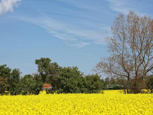 un campo de semillas de colza con un granero rojo en el fondo en Ferienhof Augustenhöhe en Fehmarn