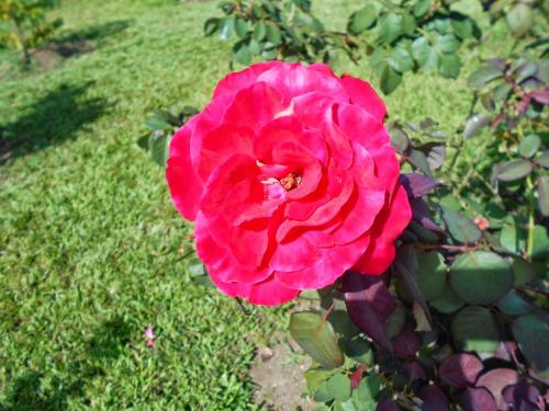 a red rose with a bee on top of it at Diamond View Cottages in Roseau