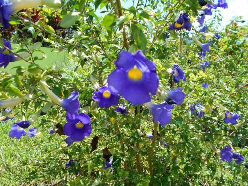 a group of blue flowers in a garden at Diamond View Cottages in Roseau