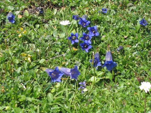 a group of blue flowers in the grass at Bauernhof Haim-Schnepfleitner in Pichl bei Aussee