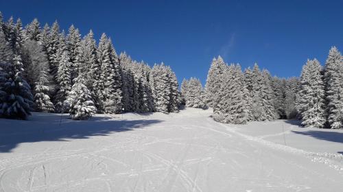 a snow covered forest with trees covered in snow at 3 PETITS PRINCES in Aix-les-Bains