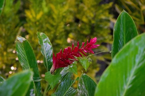 a red flower on a plant with green leaves at Lodge Margouillat in Tambor
