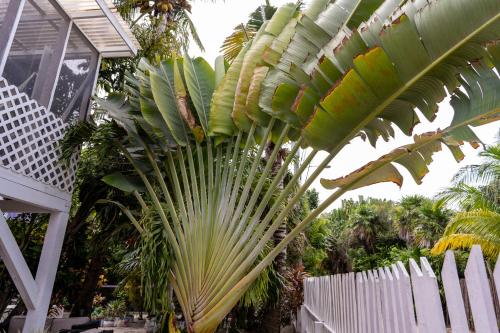 a large palm tree next to a white fence at Hummingbirds Cabins in Caye Caulker