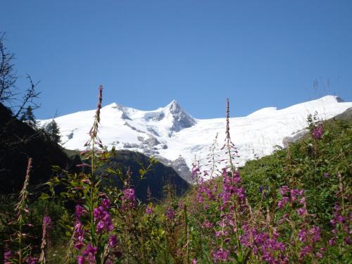 a view of a snow covered mountain with purple flowers at Ferienwohnungen Pötscher Maria in Matrei in Osttirol