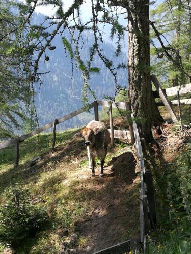 a cow standing on a hill near a fence at Zirbenlounge in Pfunds