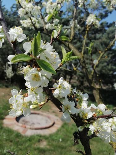 a tree with white flowers on it with a statue in the background at Siedlisko Bolek in Nadrybie