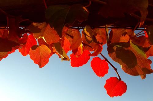 a bunch of red leaves on a tree at Cortijo Los Maximos in Turón