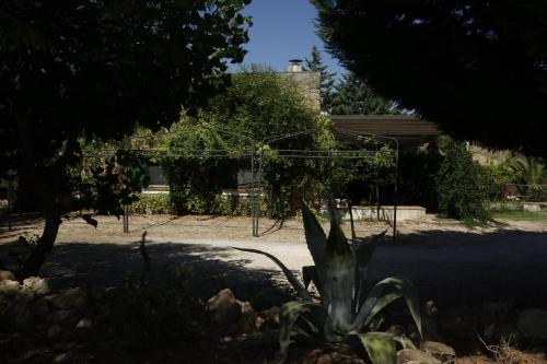 a tree in a yard with a house in the background at Egesta, villa with private pool in Calatafimi