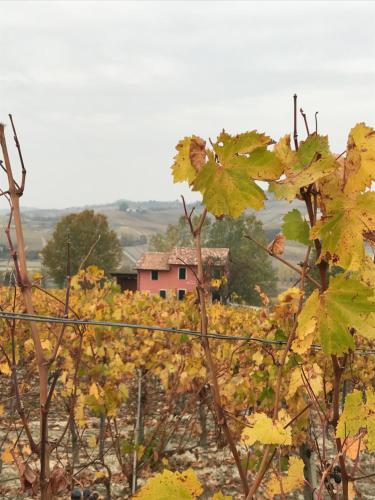 a vineyard with a pink house in the background at Viaggio della Vita B&B in Fontanile