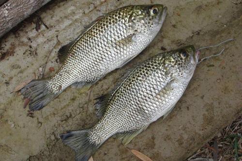 two fish are sitting on a stone wall at La Case, un espace qui invite à l'essentiel ! in Bouloupari