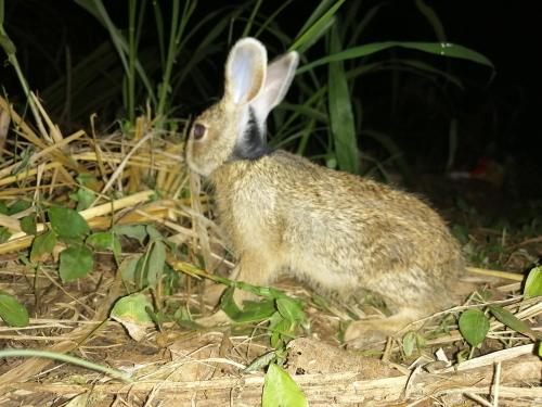 a small rabbit is standing in the grass at Green Cottage in Anuradhapura