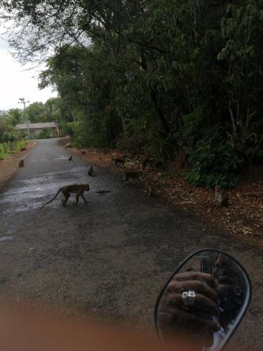 a cat walking down a road with a group of birds at Green Cottage in Anuradhapura