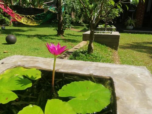 a pink water lily in a garden at Green Cottage in Anuradhapura