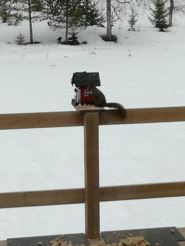 a cat is sitting on top of a fence at Presterudveien 125 in Vikersund