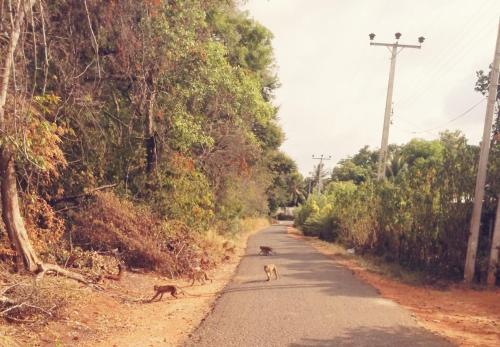 two monkeys walking down the road in the street at Green Cottage in Anuradhapura