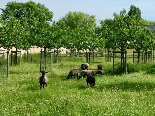 a group of goats grazing in a field of grass at Apartments "Am Nationalpark" in Schwedt