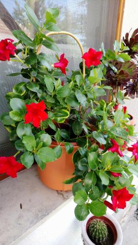a pot of red flowers on a window sill at Öregporta Vendégház in Bazsi
