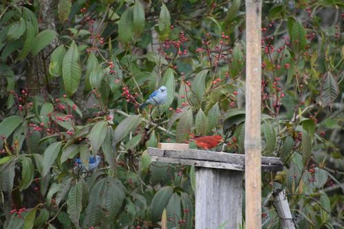 two birds sitting on top of a bird feeder at Posada Dónde Cupeto in Salento