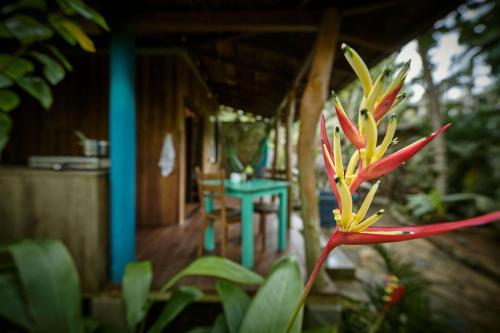 a red and yellow flower in front of a house at Casa Vana Hiriketiya in Hiriketiya