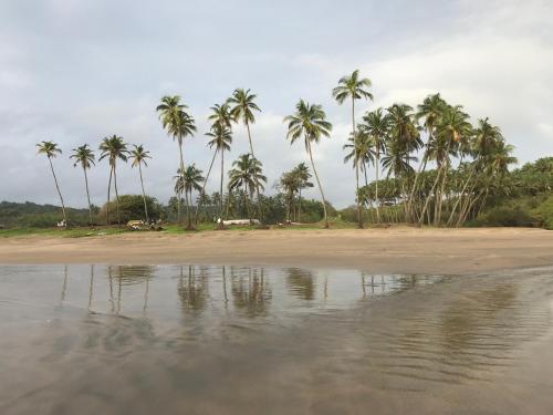a group of palm trees on a beach with water at Porsu in Canacona