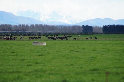 a herd of animals grazing in a field with mountains at Taylors Motel in Ashburton