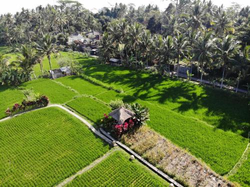 Un jardín fuera de MATHIS Retreat Ubud