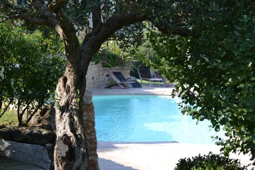 a swimming pool with a tree in the foreground at Agriturismo Tamellini in Soave