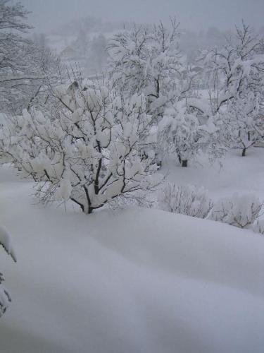 a group of trees covered in snow at Ferienwohnung Felix und Berta Pfeiffer-Vogl in Arbesbach