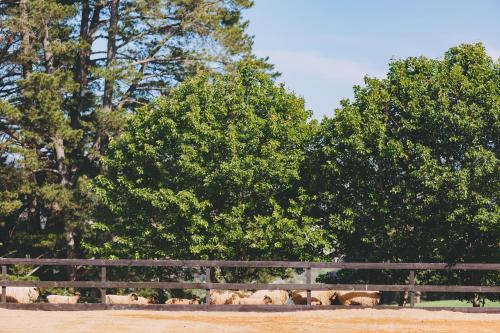 
a herd of animals standing in a fenced in area at Dalblair Bed & Breakfast in Seville
