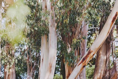 Dalblair Bed & Breakfast – Photos 4