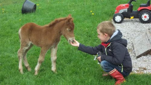 a young boy feeding a baby horse at Gite Du Colombier in Le Fied
