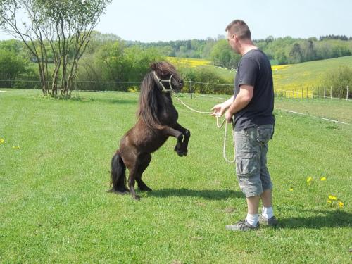 a man holding a small horse on a leash at Gite Du Colombier in Le Fied