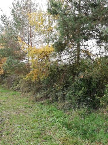 a hillside with trees and grass in a field at Pod Sową in Drawsko Pomorskie