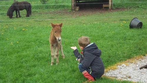 a young child feeding a brown horse in a field at Gite Du Colombier in Le Fied