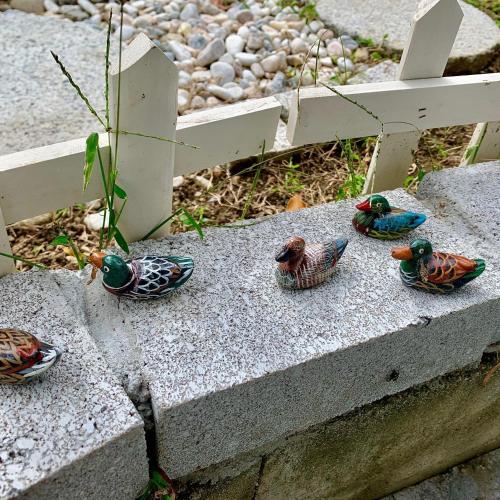 a group of birds sitting on a concrete step at 幽舍の庭 in Izumi-Sano