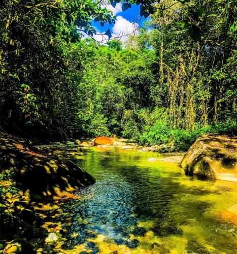 a river in the middle of a forest with trees at Wisdom Forest Lodge in Tena