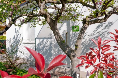a tree in front of a white building with red flowers at Bedrooms B&B in Pescara