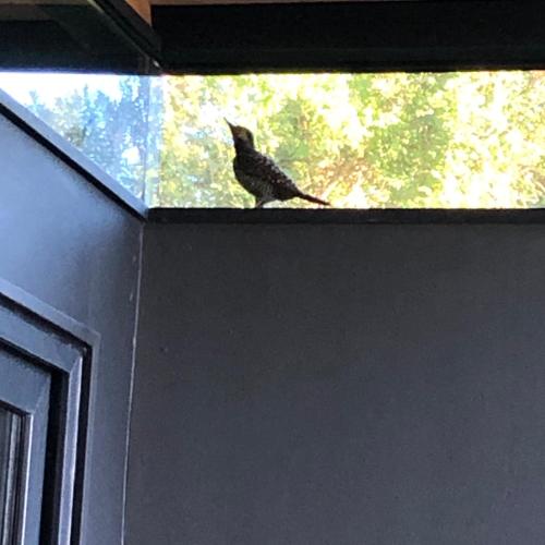 Animaux dans l'hôtel ou à proximité
