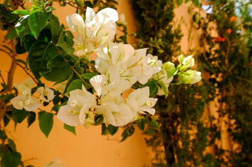 a bunch of white flowers on a tree at Dar Iziki in Sidi Kaouki
