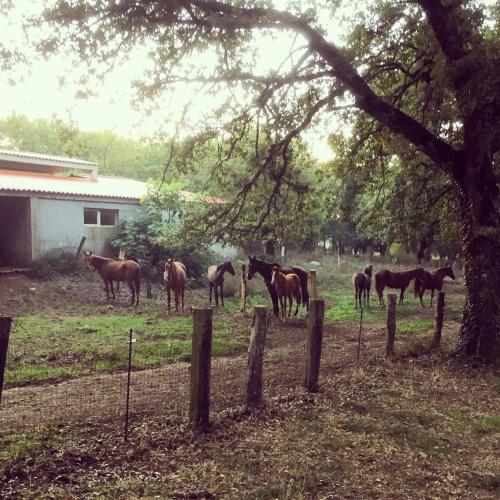 a group of horses standing in a field behind a fence at Agriturismo Pranu in Sorgono