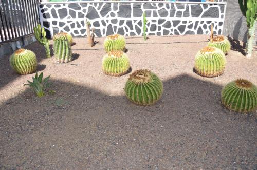Plano de Los Cactus